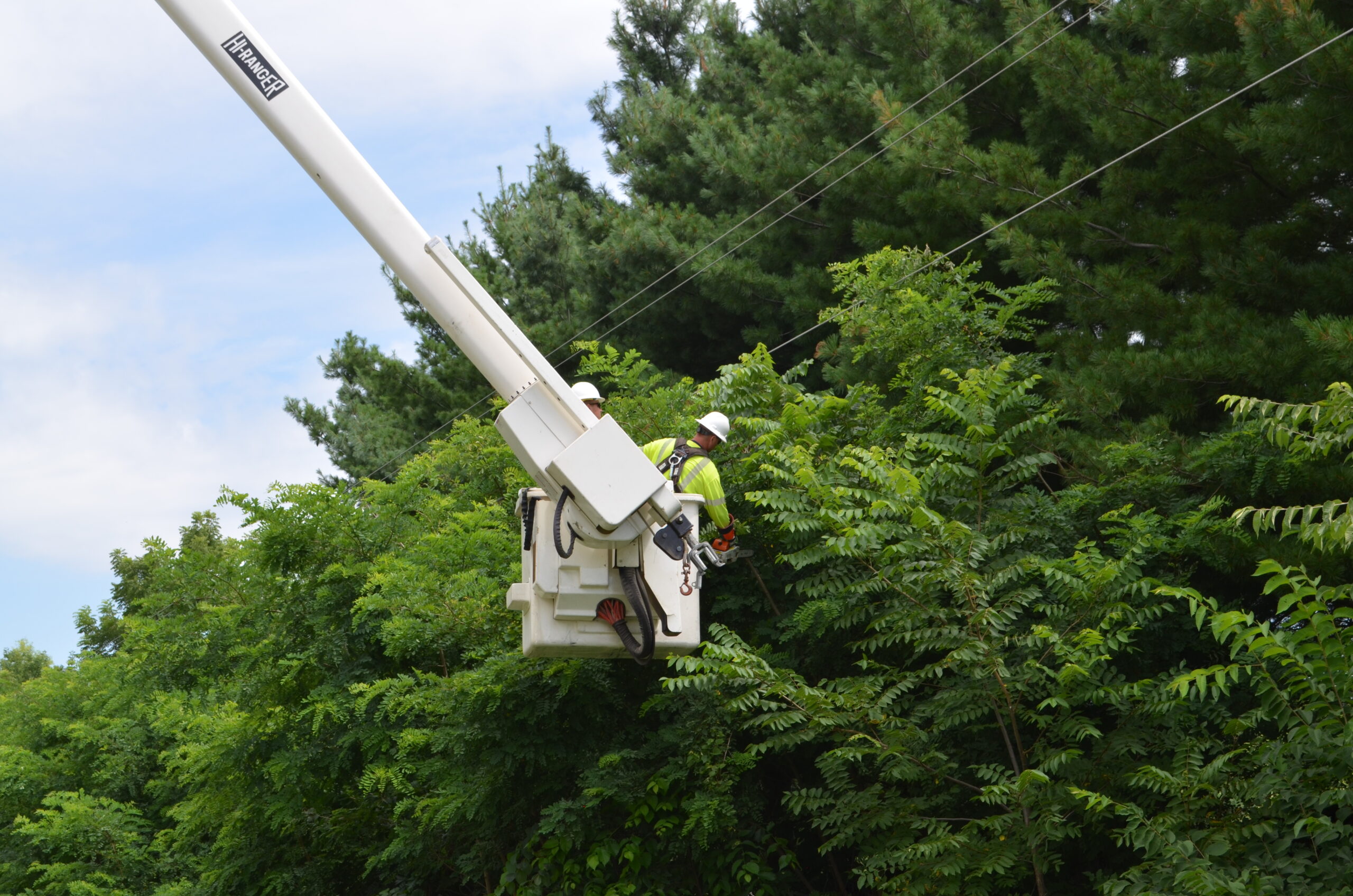 tree vegetation management